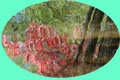 Foliage reflecting in water