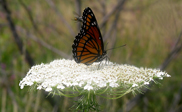 Insects