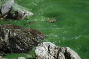 Sea of Green-small
