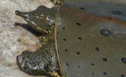 Softshell and map turtles basking around the Missisquoi Bay  and monitoring efforts (5:50)