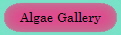 Algae Gallery