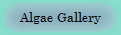 Algae Gallery