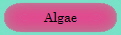 Algae