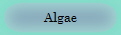Algae