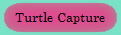 Turtle Capture