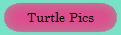 Turtle Pics