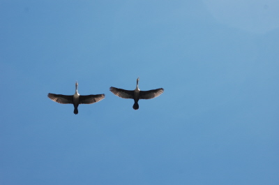 Birds