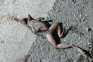 Amphibians