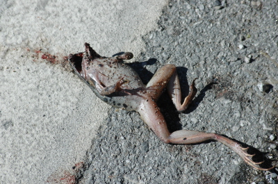 Amphibians