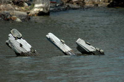 Maps on barge, 2004