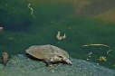 Softshell male, 2004