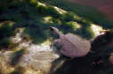 Softshell male, 2004