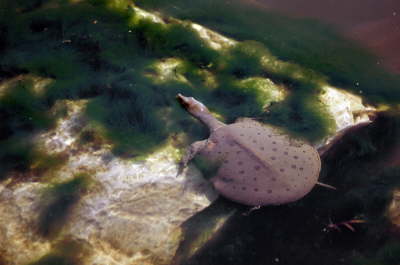 Softshell male, 2004