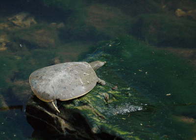 Softshell male, 2004