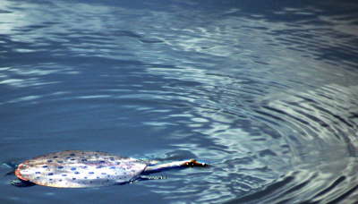 Softshell male, 2004