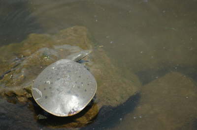 Softshell male, 2005