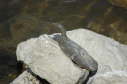 Softshell male, 2005