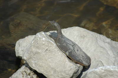 Softshell male, 2005