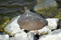 Softshell female, 2004