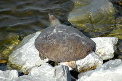 Softshell female, 2004