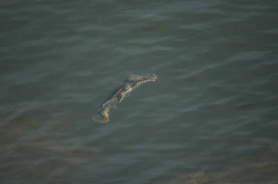 Softshell, 2005