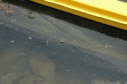 Map hatchling, 2004