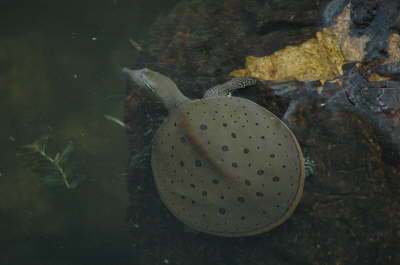 Softshell male, 2004