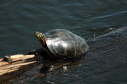 Painted turtle, 2004