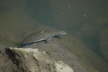 Softshell male, 2005