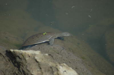 Softshell male, 2005