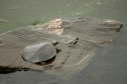 Softshell female, 2004