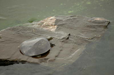 Softshell female, 2004