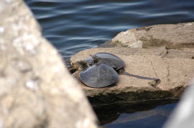 Softshells, 2004