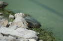Softshell female, 2004
