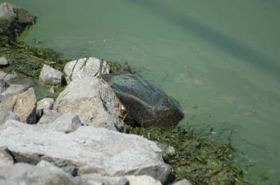 Softshell female, 2004