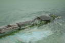 Softshell male, 2004