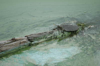 Softshell male, 2004