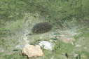 Softshell male, 2004