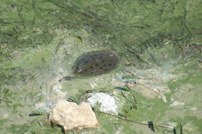 Softshell male, 2004