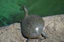 Softshell male, 2004