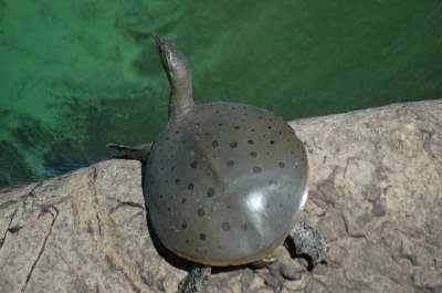 Softshell male, 2004