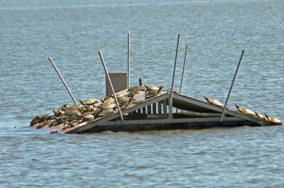 Platform swarm, 2004