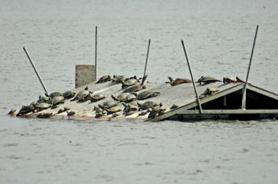 Platform swarm, 2004