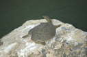 Softshell male, 2004