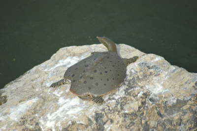 Softshell male, 2004