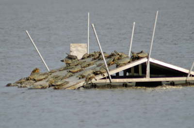 Platform swarm,  2004