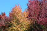 Foliage