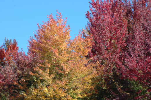Foliage