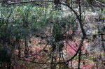 Foliage