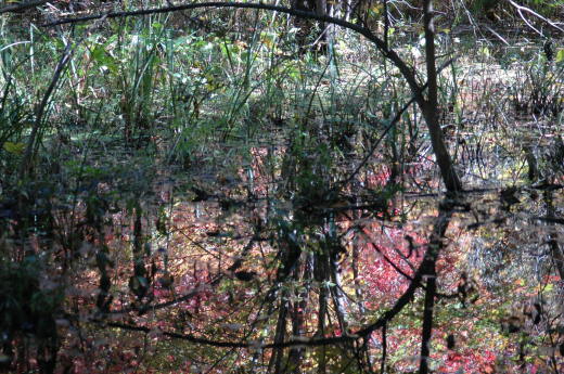 Foliage